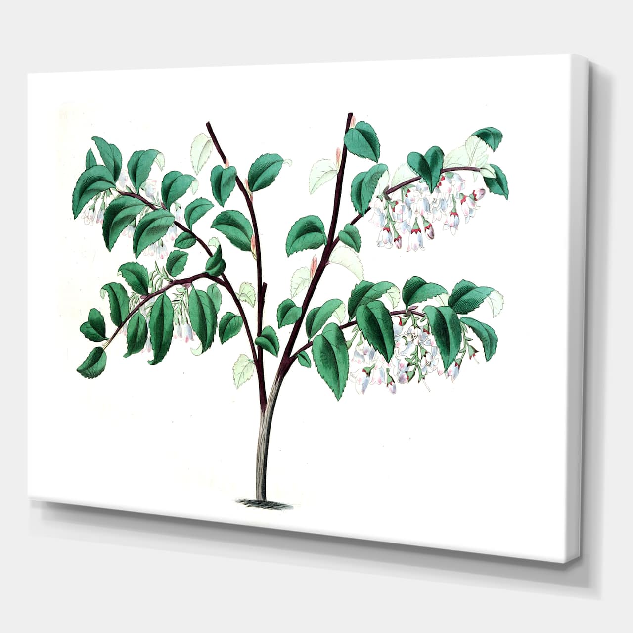 Designart - Vintage Green Leaves Plants I - Traditional Canvas Wall Art Print